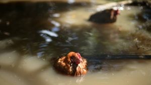Las lluvias destruyeron la agricultura familiar en zonas de Oriente