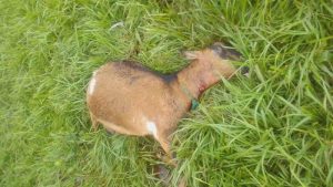 Muerte de cinco cabras es atribuida a ataque de perros en Juayúa