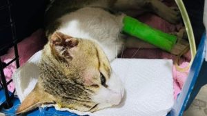 Capturan a exdirector del ISSS San Miguel por atropellar un gato y escapar del lugar