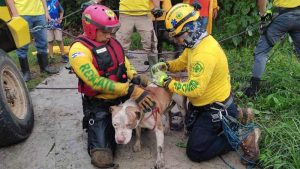 Comandos de Salvamento rescató un perro tras ser arrastrado por el río Acelhuate