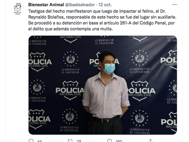 doctor-Reynaldo-Bolanos-atropello-gato-san-miguel- captura50