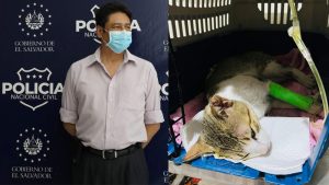 32 consultas y una cirugía perdidas mientras médico cirujano estaba detenido por atropellar a un gato