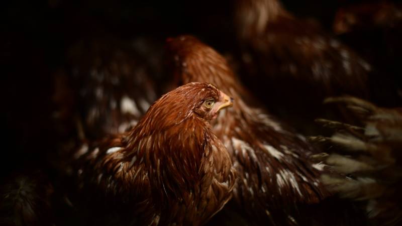 gripe aviar en el mundo ya identifican primera muerte en China
