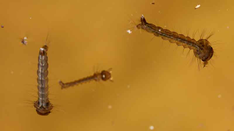 Las larvas del zancudo Aedes aegypti les gusta el agua limpia para crecer. Foto ShutterStock