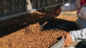 Las exportaciones de café salvadoreño caen un 29.4 % al inicio de nuevo ciclo