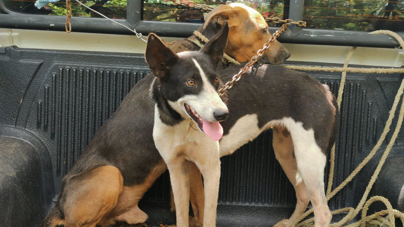 perros mataban terneros para alimentarse en San Francisco Menendez Ahuachapan