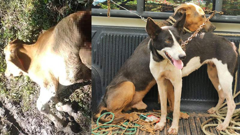 perros mataban terneros para alimentarse en San Francisco Menendez Ahuachapan
