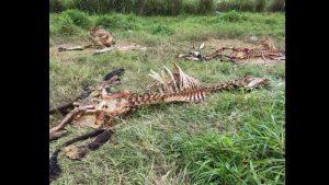 Denuncian destace clandestino de ganado en Santa Ana y Chalatenango