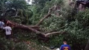 Cuatro árboles caídos por fuertes vientos en Sonsonate