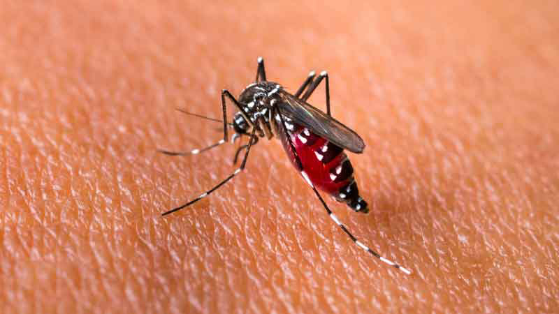 Zancudo Aedes aegypti alimentándose de sangre humana. Es el transmisor del dengue, zika y el chikungunya. Foto ShutterStock