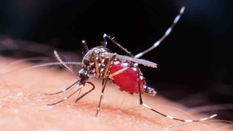 Zancudo Aedes aegypti alimentándose de sangre humana. Es el transmisor del dengue, zika y el chikungunya. Foto ShutterStock