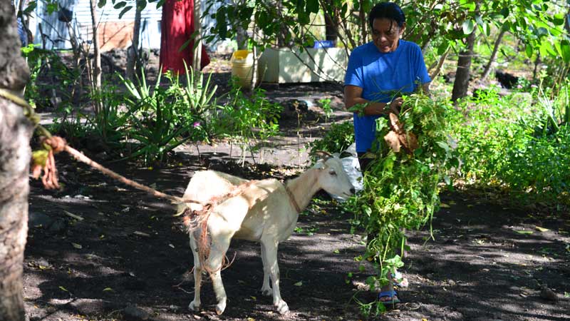 Georgina Mendoza alimenta a su cabra con vegetación silvestre que crece alrededor de su casa en El Borbollón, San Miguel.
