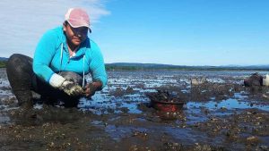 Vuelve la producción en bancos de moluscos de la Bahía de La Unión