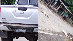 “Estaban jugando y de un solo les pasó”. Dos perros fueron atropellados por pick up en Tecoluca