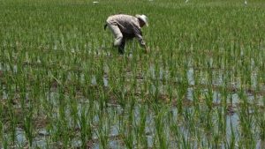 Asociación CAMPO propone una política nacional de agricultura