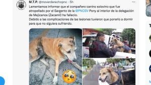 "Solovino ha fallecido": piden detención para policía que atropelló a perrito de delegación en Mejicanos