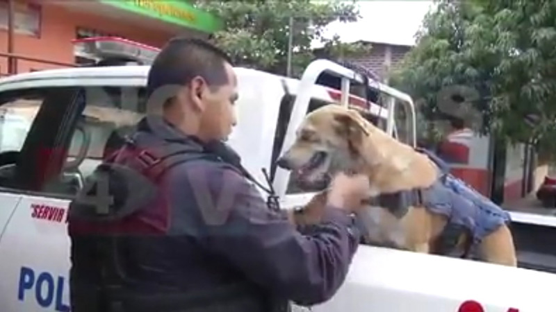 solovino-perrito-policia-atropellado-sargento-delegacion-mejicanos