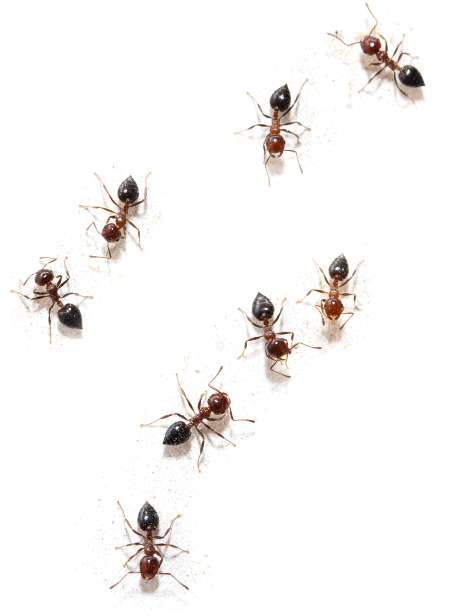 Conjunto de hormigas. Imagen de referencia / Shutterstock