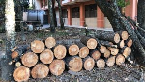 Un área del “bosquecito” de la UES fue talado