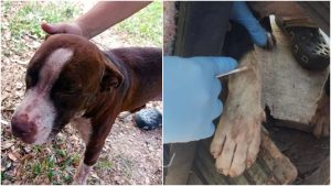 Pitbulls mataron a hombre y su dueño deberá pagar a familia doliente en Cuscatlán