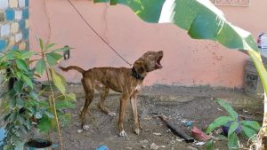 Denuncias de maltrato animal aumentan en San Miguel