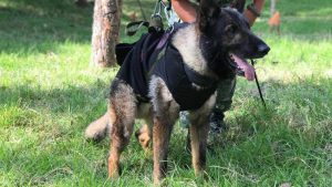 Militares mexicanos de luto por muerte de Proteo en tareas de rescate en Turquía