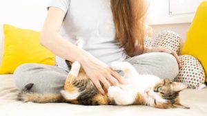 ¡Cat lovers! Conoce la App que puede detectar el dolor en los gatos con un 90% de precisión