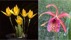 “Orquídeas divinas”: Una exposición que sumerge los sentidos en su misticismo y belleza exótica