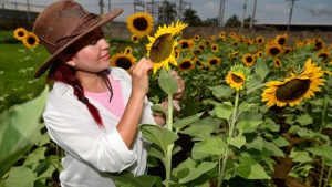 Conoce el campo de girasoles, el nuevo atractivo turístico en Opico