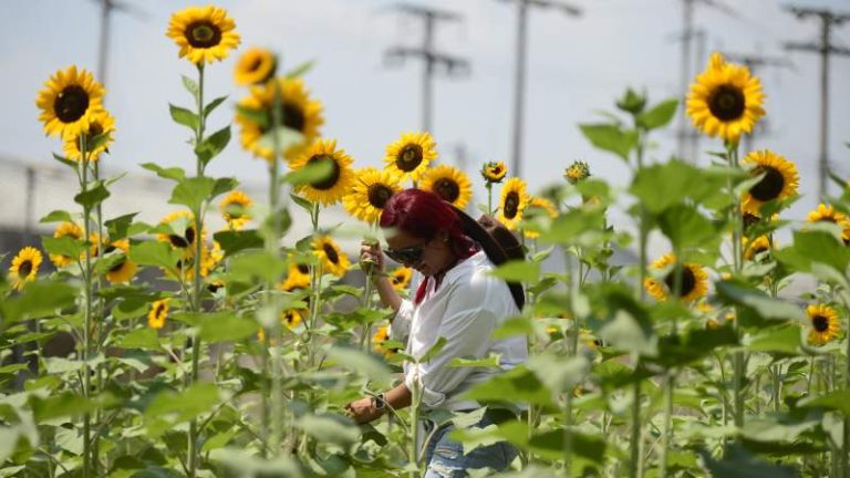 Conoce El Campo De Girasoles El Nuevo Atractivo Tur Stico En Opico Noticias De El Salvador