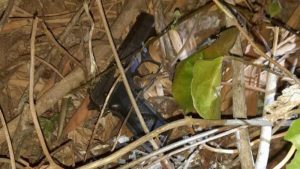 Presunto pandillero capturado tras enfrentarse con la Policía en Ahuachapán