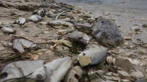 Marea roja, el recurrente problema que azota la costa oeste de Florida