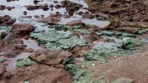 El hallazgo "inquietante" de rocas de plástico en una isla remota de Brasil