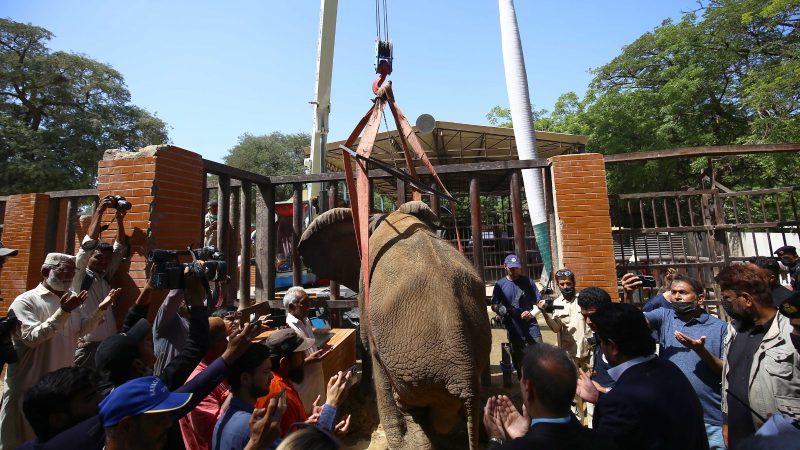 Noor Jehan últimos elefantes cautivos Pakistán estado crítico