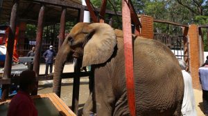 Noor Jehan Noor Jehan, levantada por una grúa, durante su evaluación médica en el zoológico de Karachi, en Karachi, Pakistán,