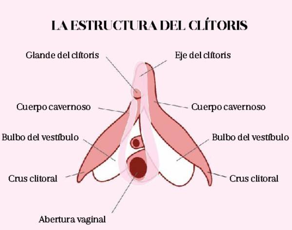 Estructura anatómica del clítoris