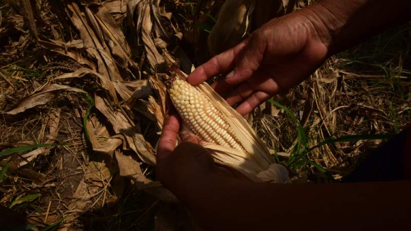 sequía afecta cultivos