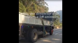 Internautas denuncian maltrato animal en carretera de El Salvador
