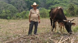 Altas temperaturas podrían afectar la producción de café y la ganadería en el país
