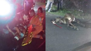 Motociclista lesionado tras impactar con una vaca en San Juan Opico