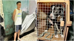 Joven que fue detenido por maltratar a perro quedó en libertad; no podrá tener mascotas