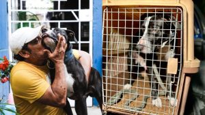 Milo, el can que fue maltratado por joven, se reencontró con su dueño en Soyapango