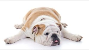 Consejos para proteger a tu perrito de un golpe de calor