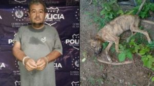 Hombre fue capturado por atropellar a un perro que murió por las lesiones