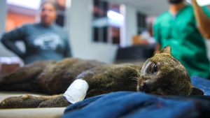 Rescatan a gato zonto luego que fue atropellado en Morazán