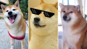 Mascota Cheems de los memes sufre de cáncer