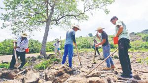 Agricultores proyectan menos producción y granos de baja calidad por fenómeno de El Niño