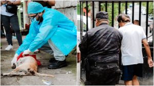 Capturan a hombre que atropelló a perro y no lo auxilió en Soyapango