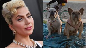 Lady Gaga no debe pagar recompensa a mujer que "encontró" a sus perros perdidos