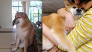 Cheems-balltze-perrito-viral-murio81